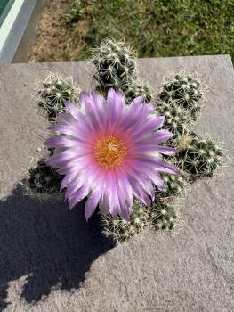 Thelocactus leucacanthus violett